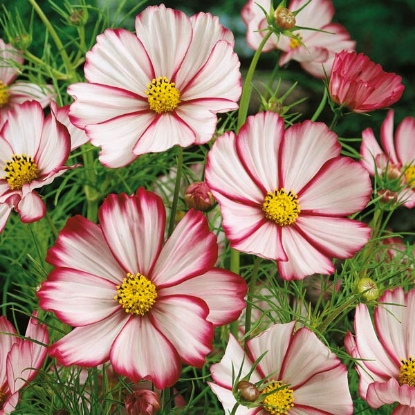 Picture of Cosmos - Sensation Picotee